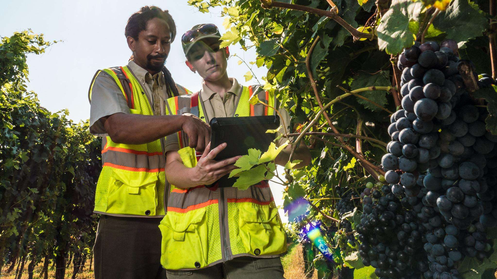 One man and one woman wearing yellow USDA Plant Pest Survey vests looking for pests on grapevines.