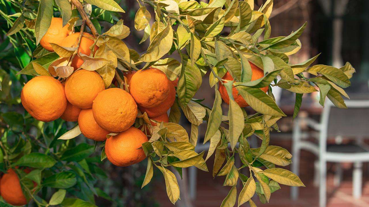 closeup image of the fruit on an orange tree with a blurred image of a white outdoor dining table with chairs