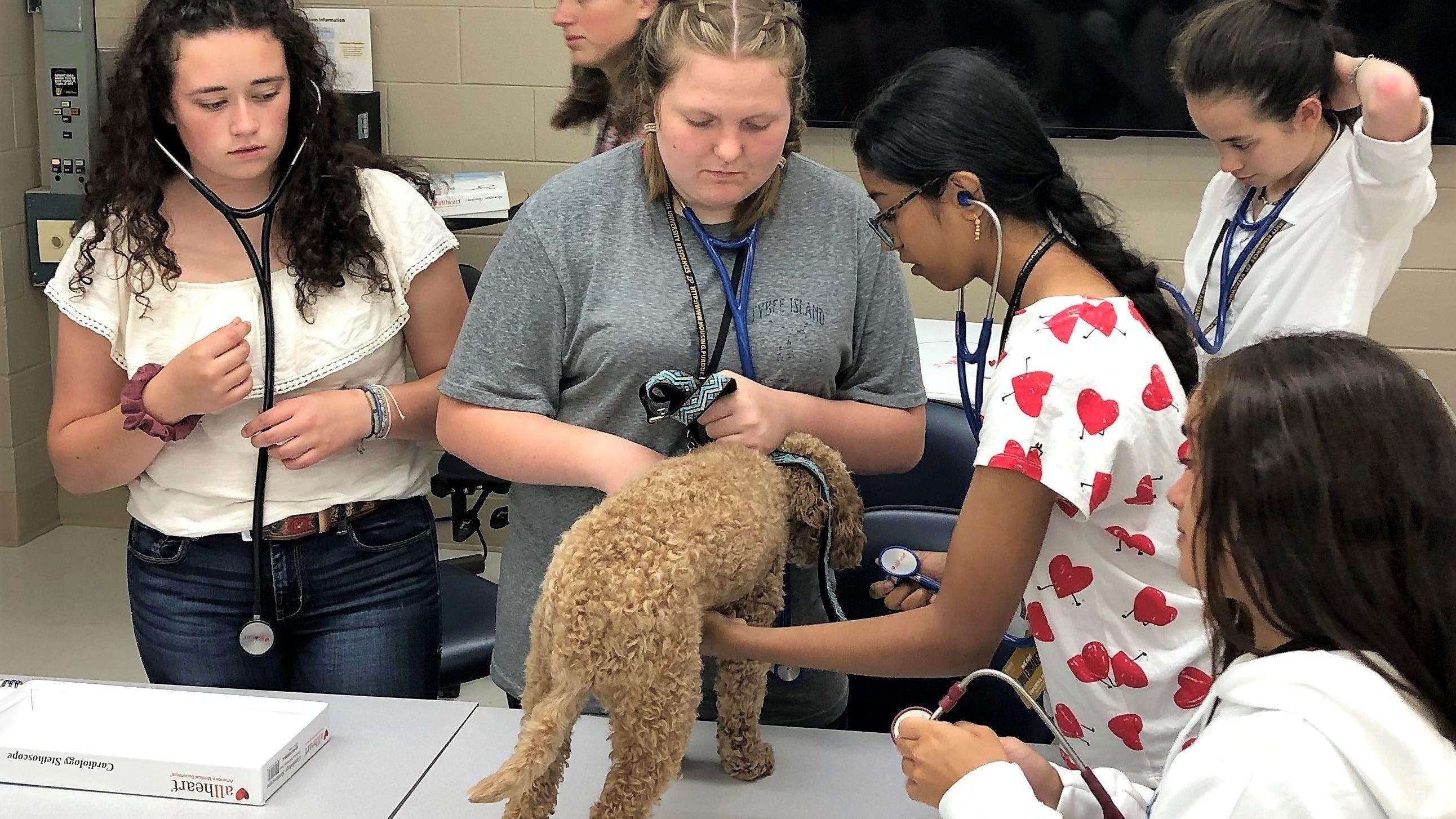 Students examining a dog.