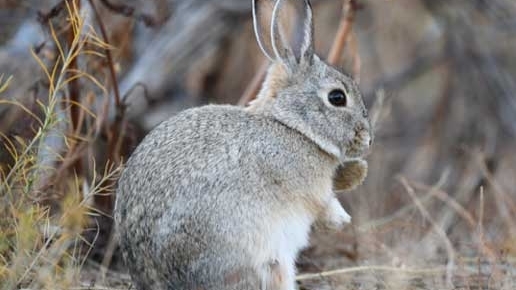 Rabbit in the wild