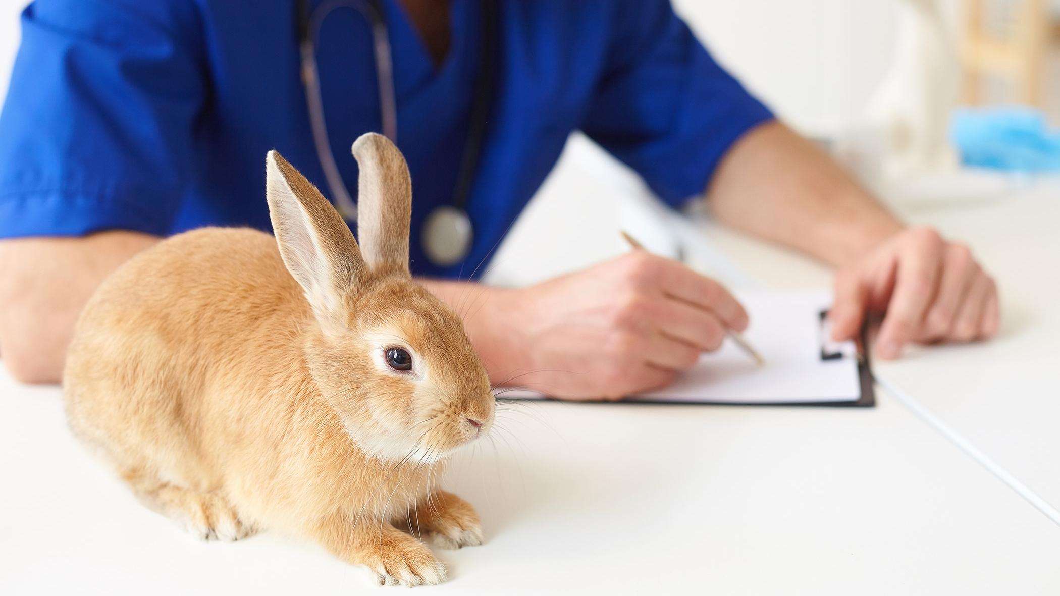 Rabbit sitting on a table next to a veterinarian writing on a clipboard