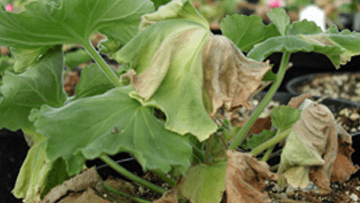 Geranium plant with wilted, yellowing leaves.