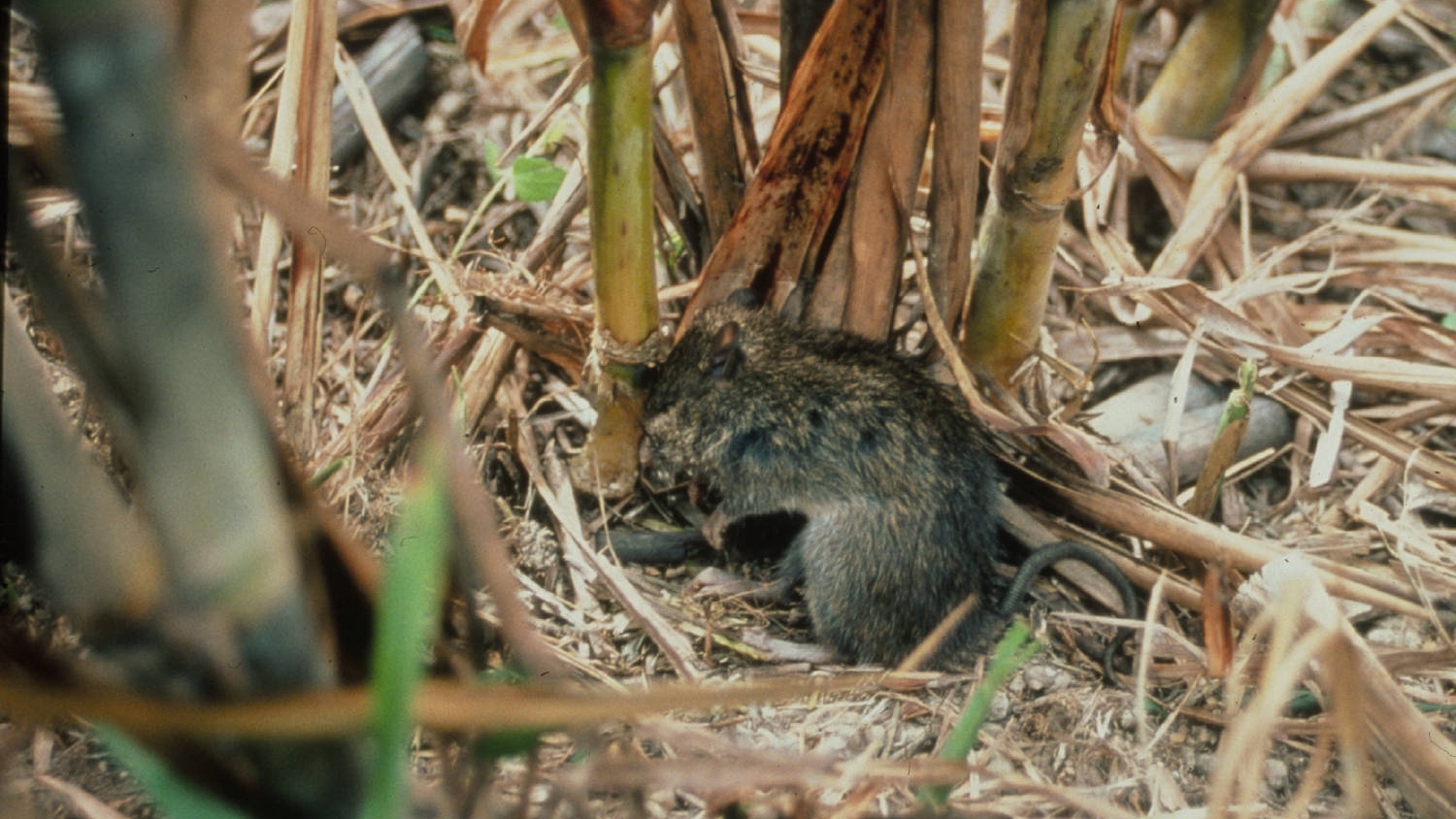 Rat in sugarcane