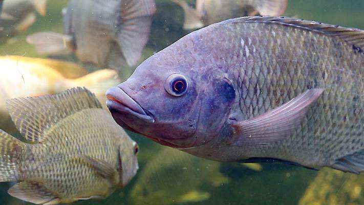 Photo of red tilapia in water