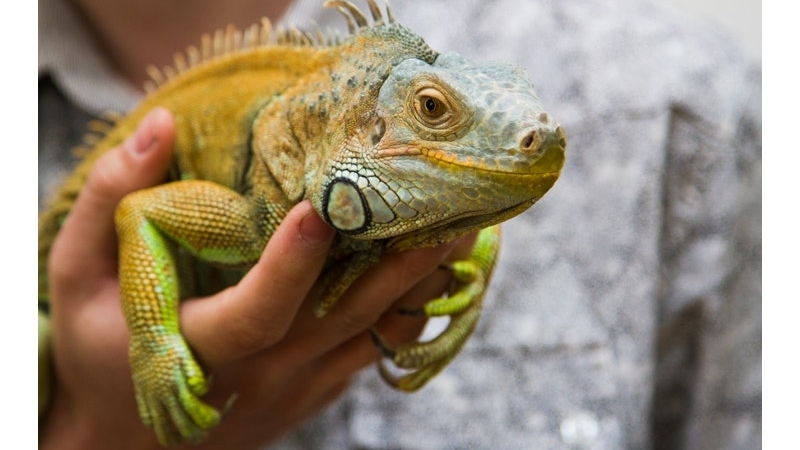 Pet Travel reptile