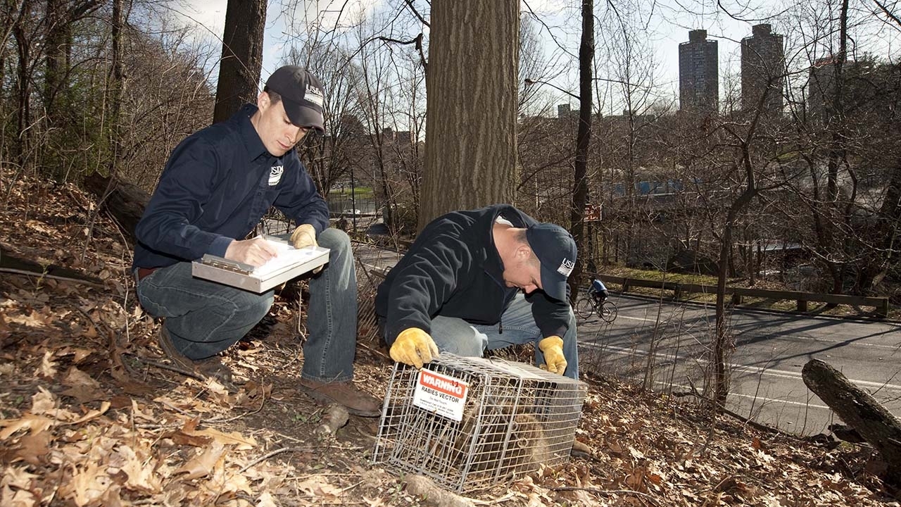 Wildlife Services employee making notes on a clipboard as another employee examines a raccoon in a cage.