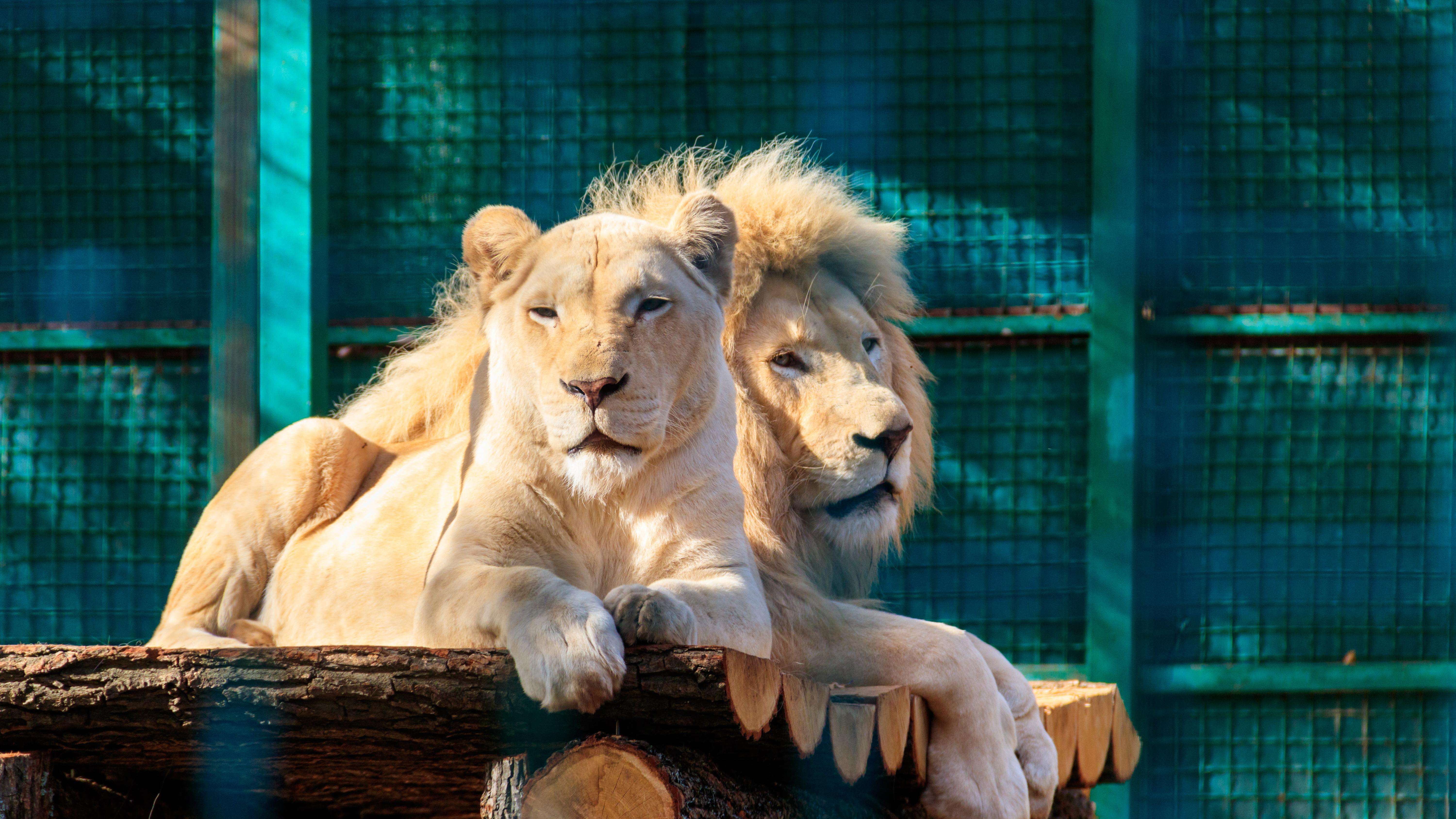 2 lions in zoo
