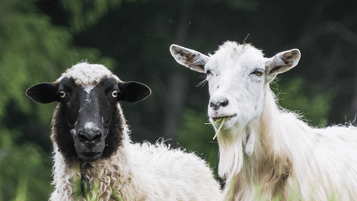 sheep and goat in pasture