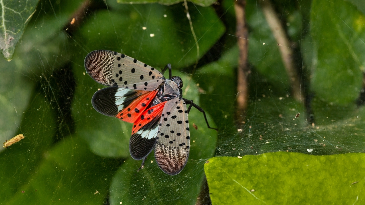 Adult spotted lanternfly with wings spread caught in a spider web.