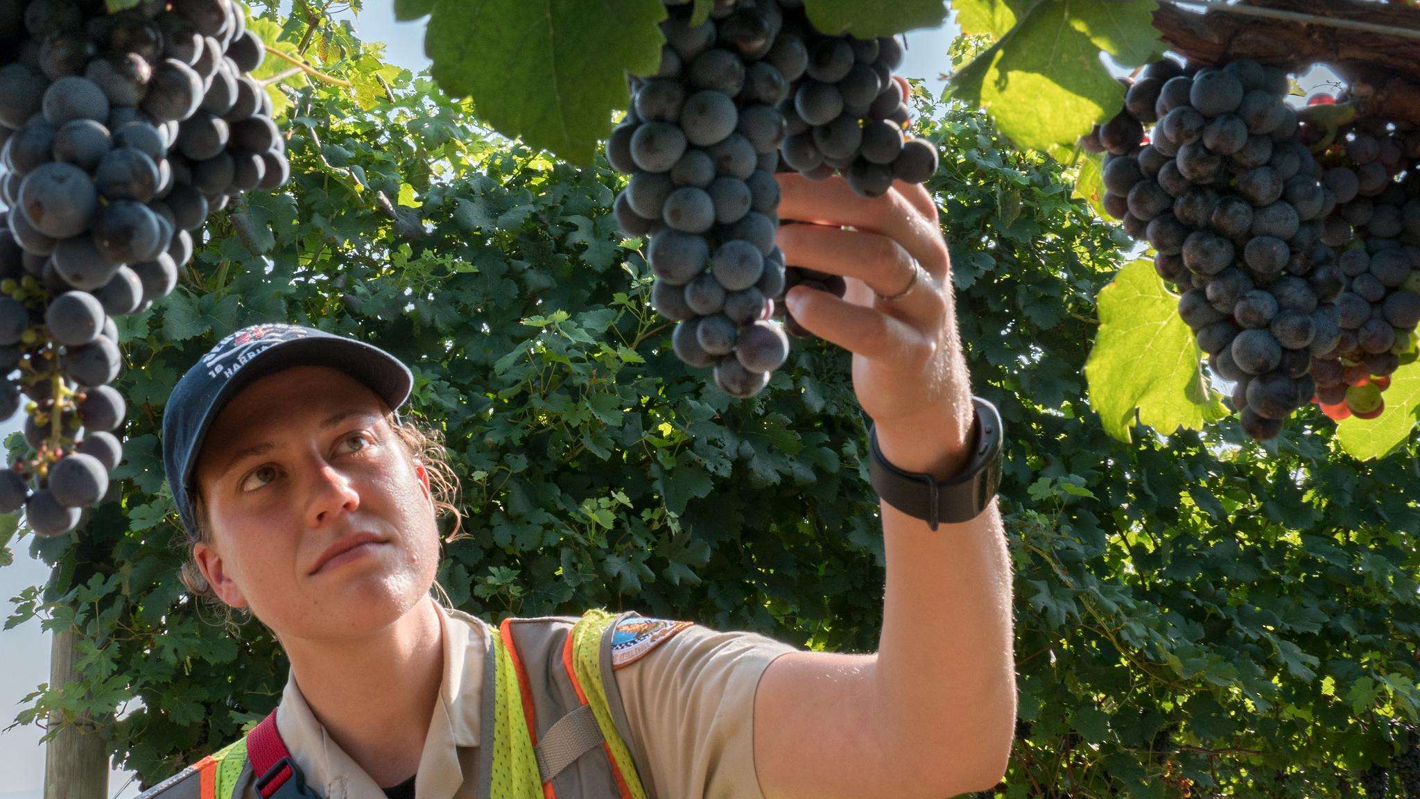 Woman wearing a ball cap and safety vest inspects grapevines for signs of invasive pests.