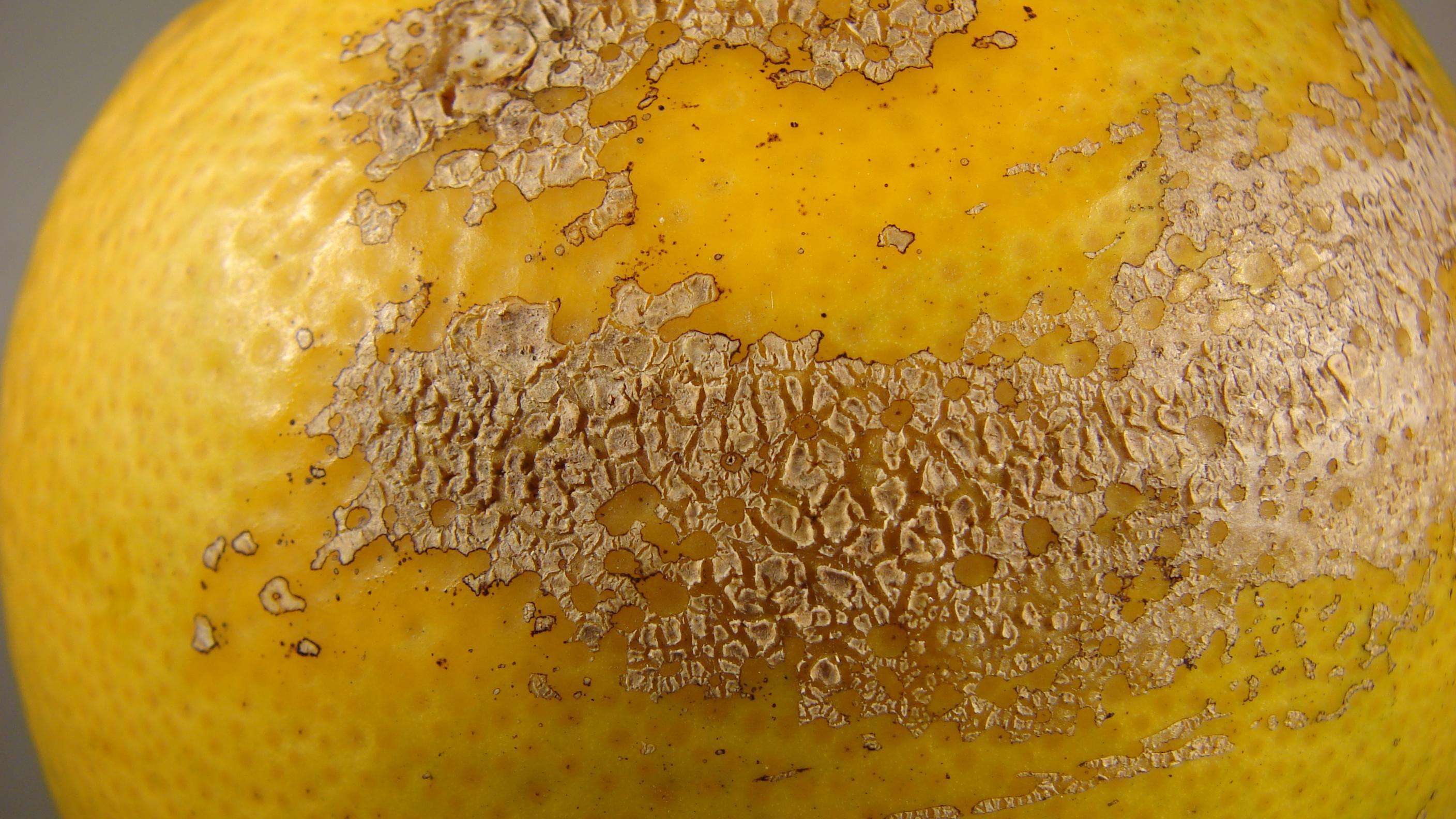 Scab-like lesions on a grapefruit.