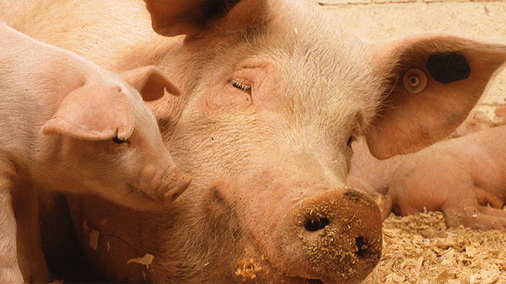 swine and piglets