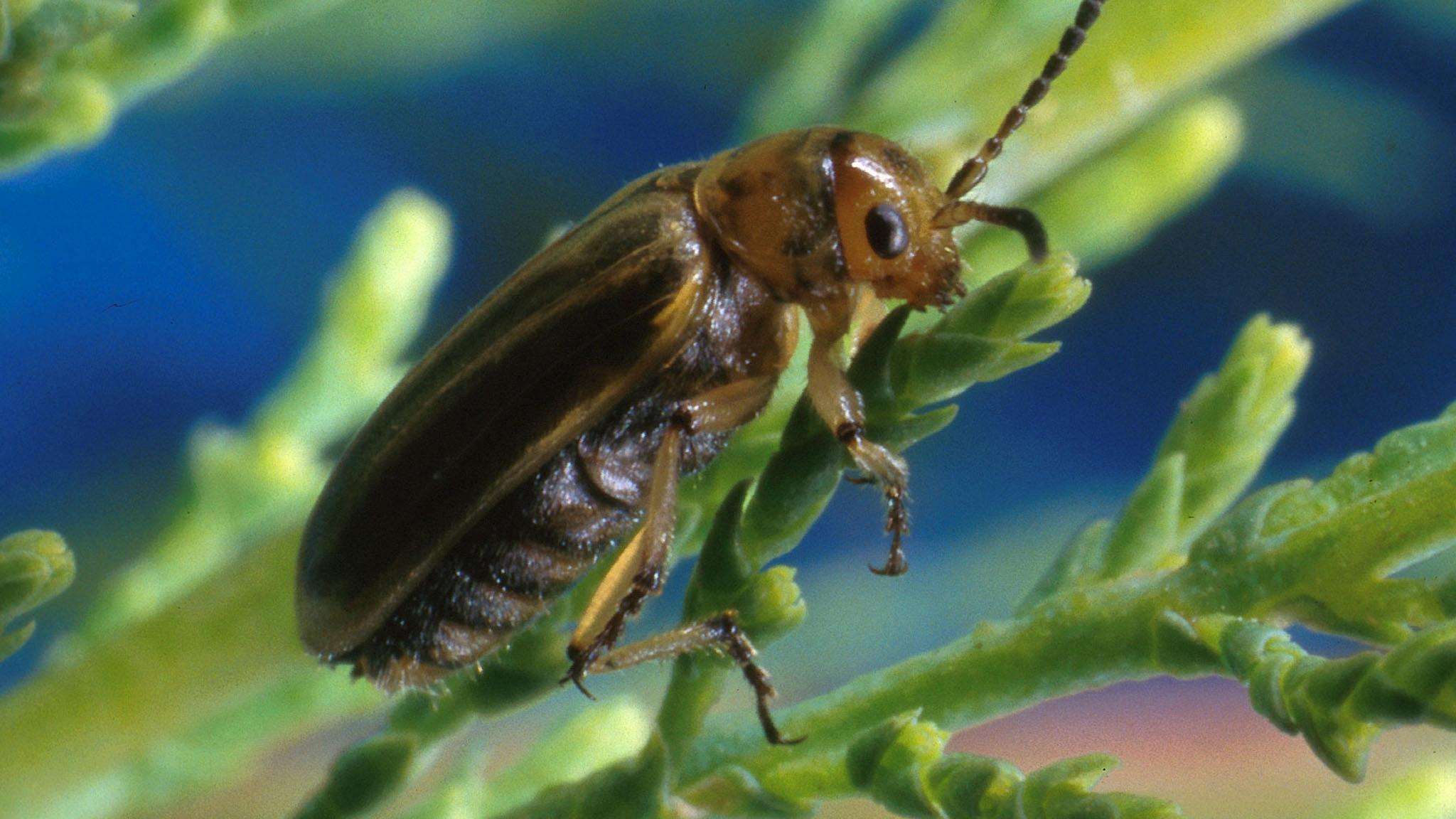 tamarisk leaf beetle