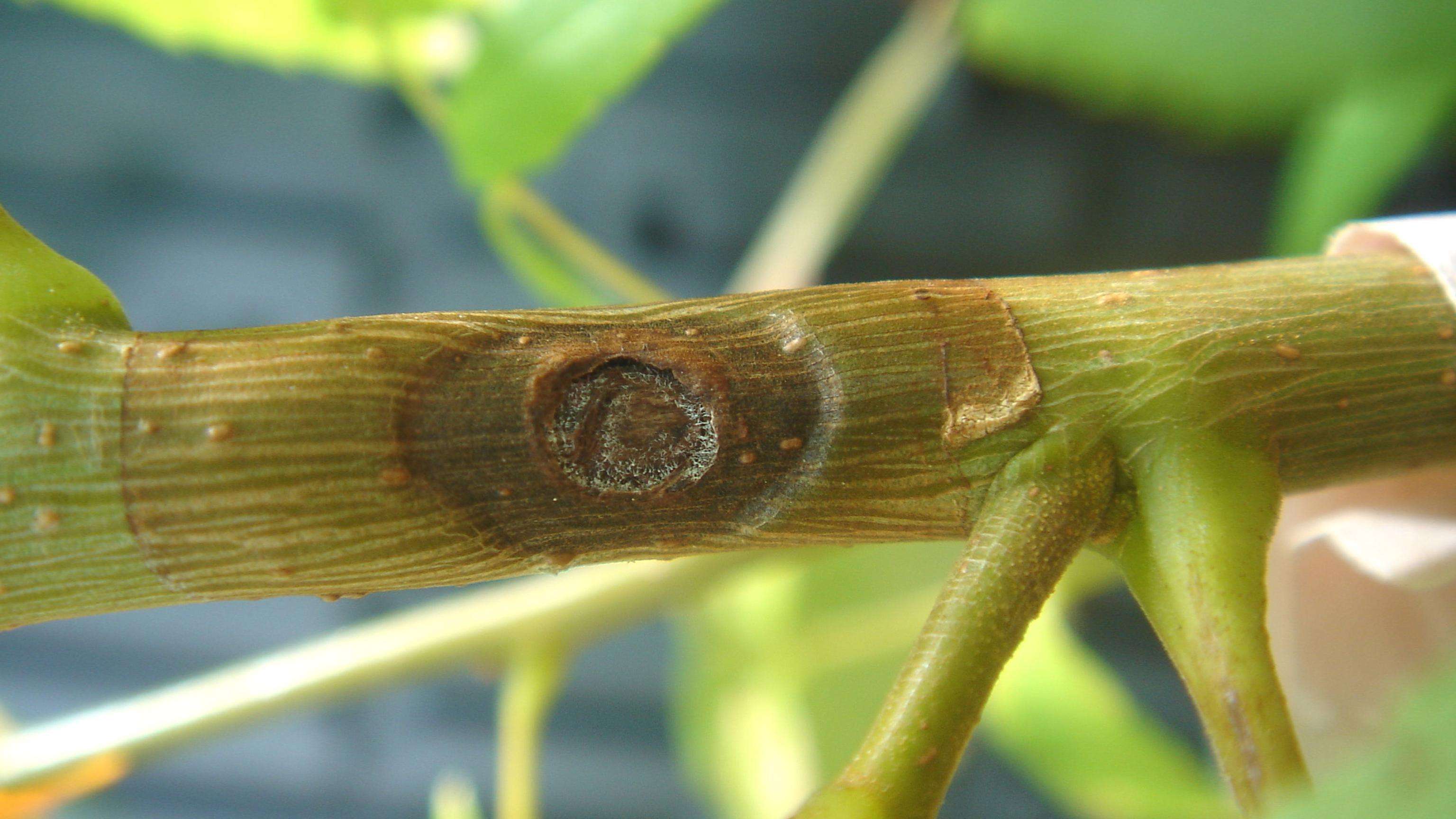 Canker on a Southern California walnut seedling; canker is circular and dark amber in color with fungus spores at the outer edges of the canker wound.