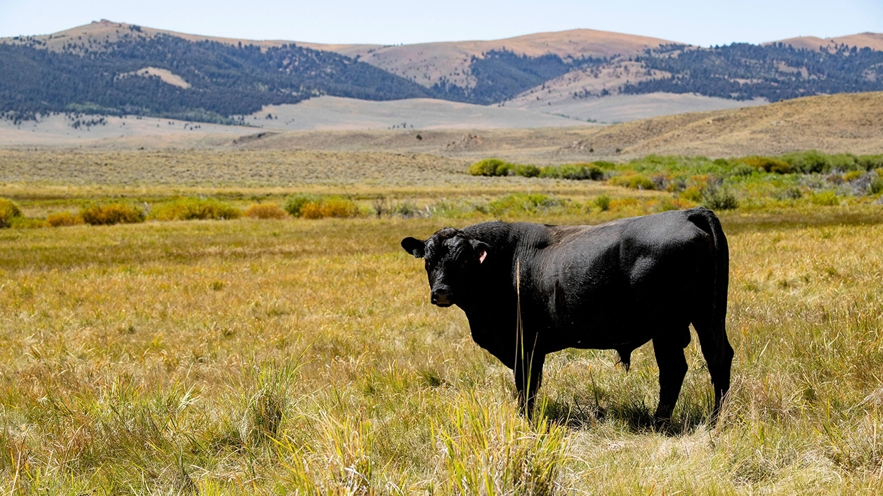 Black bull standing in open pasture with mountain range in the distance.