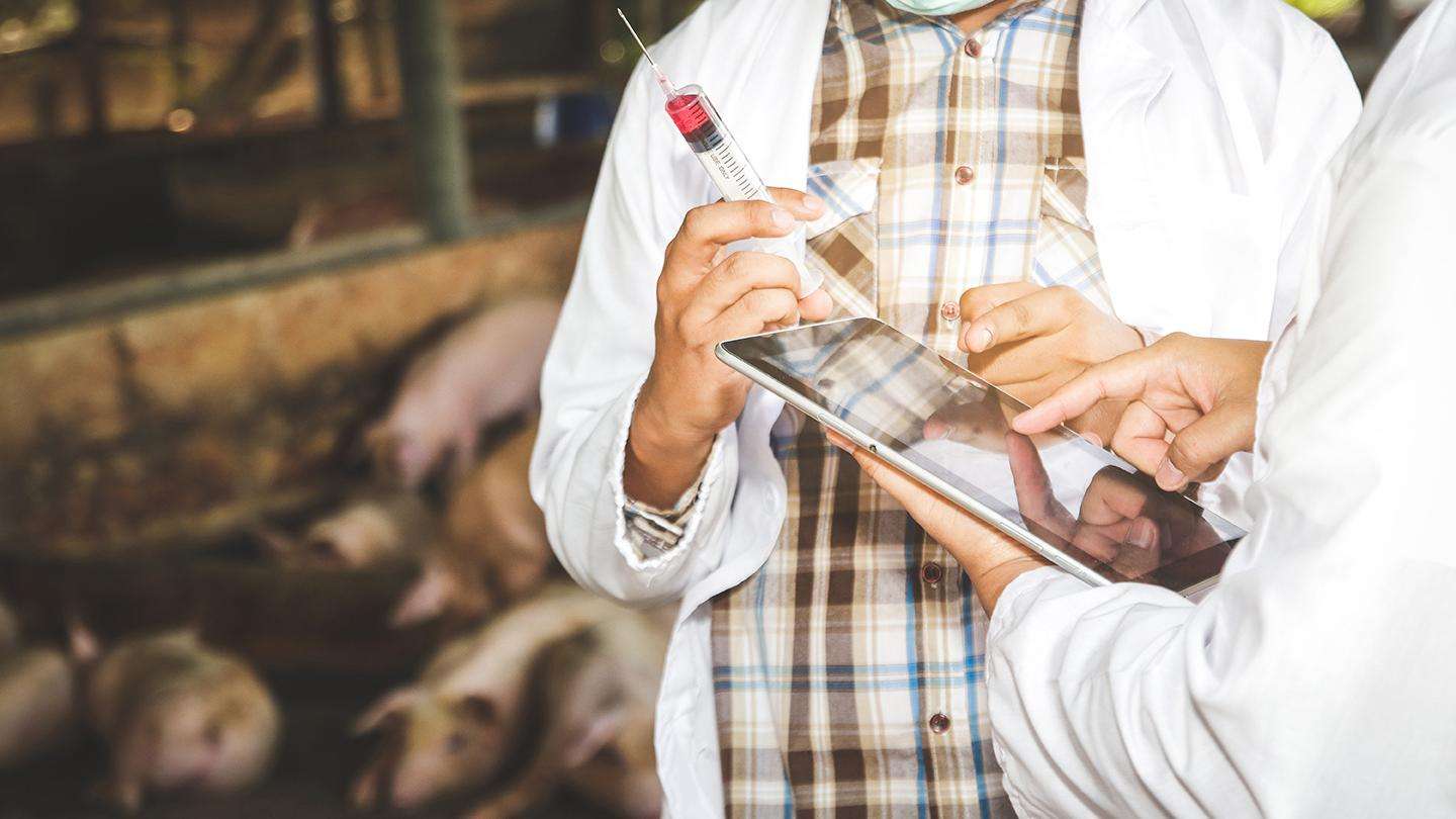 Two veterinarians holding a syringe and tablet stand in front of an enclosure of pigs