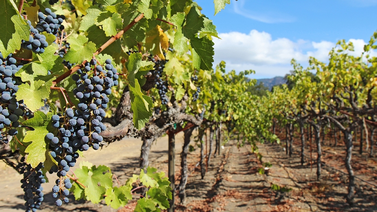 Rows of grapes planted in rows with a dirt path between them