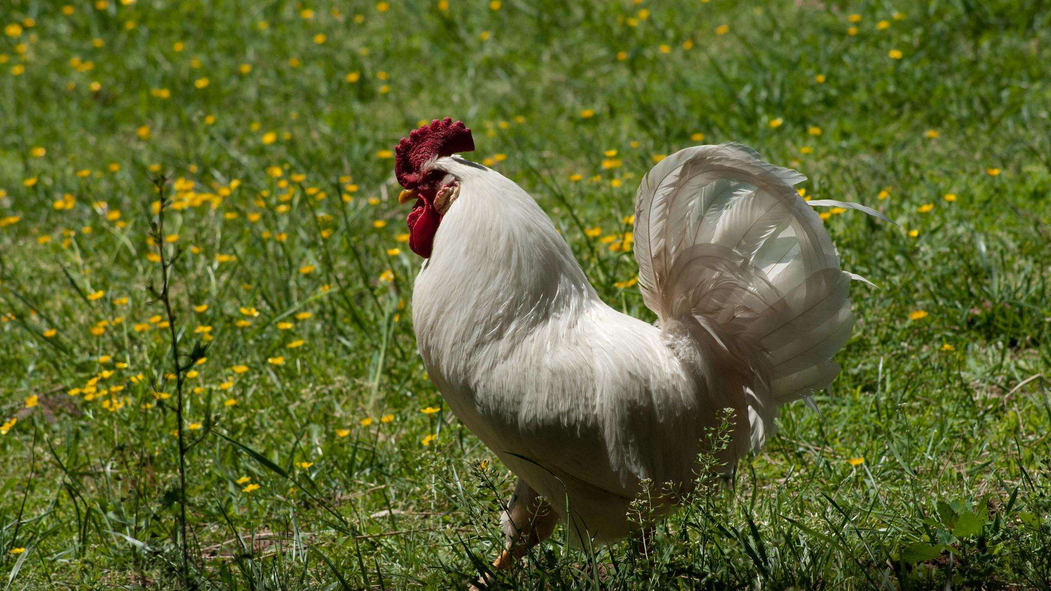 White chicken standing in a field