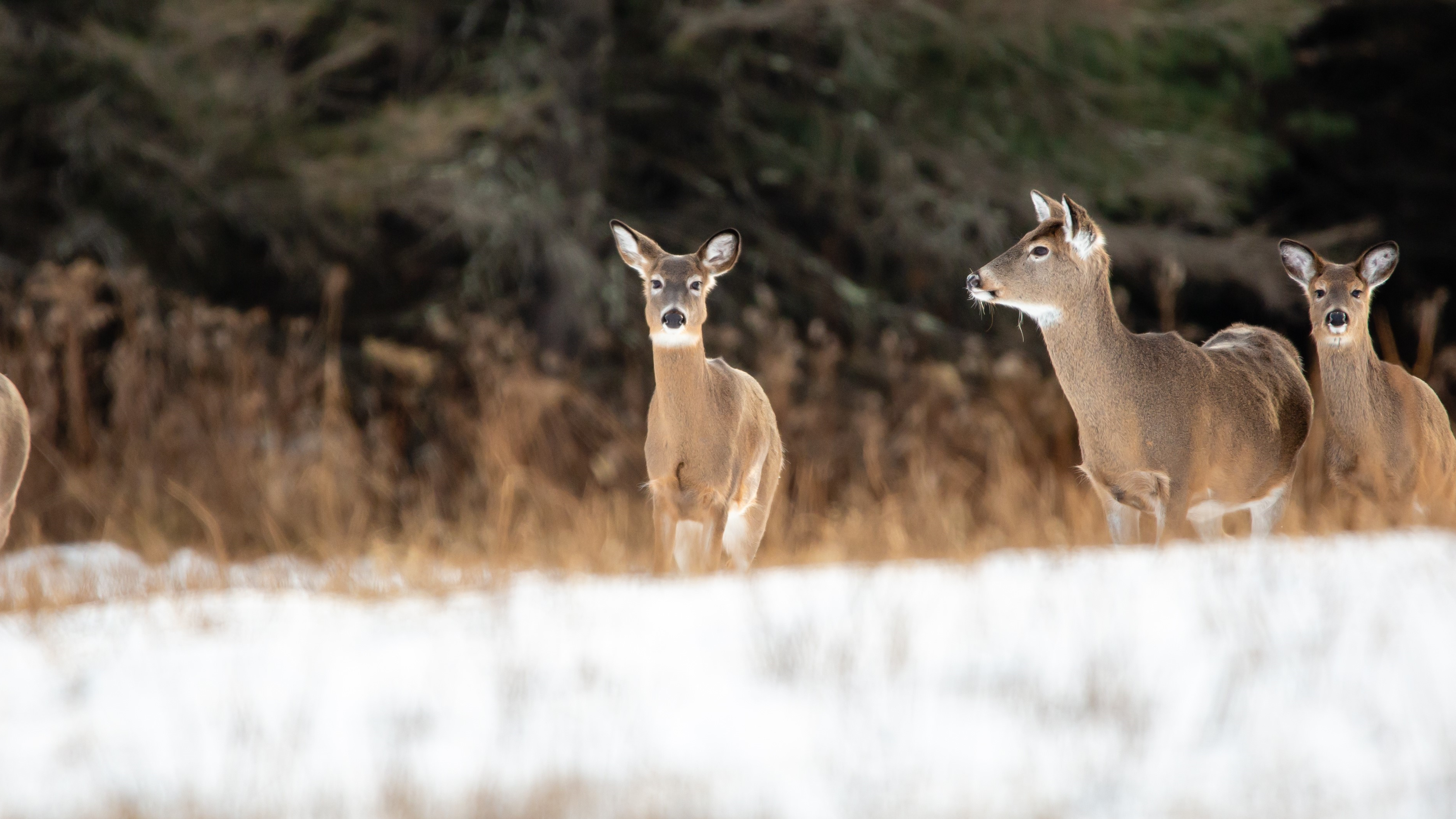 Several brown white-tailed deer standing in a snow-covered field.