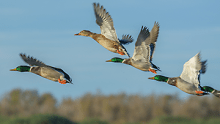 ducks in flight