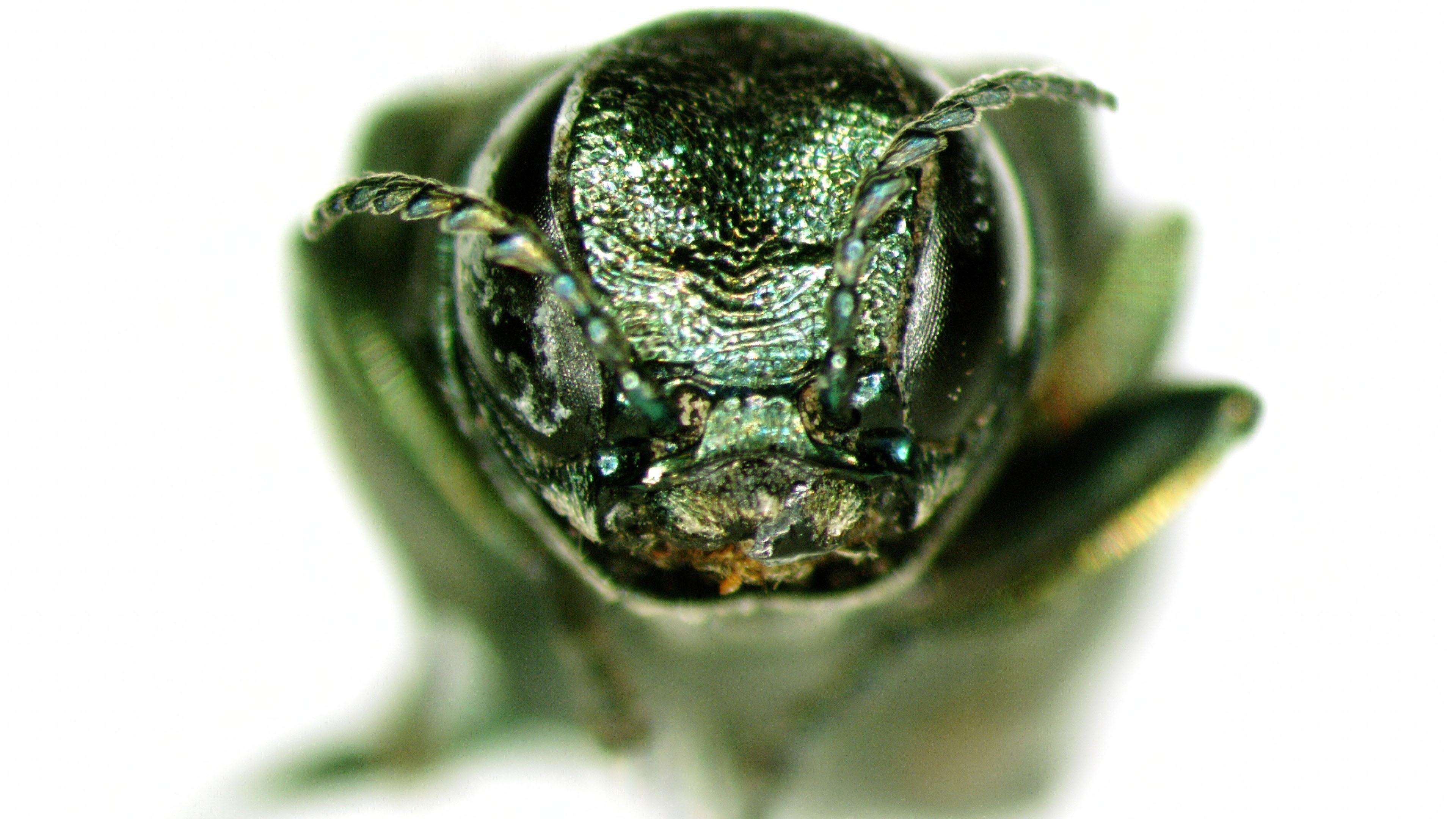 Green head of an emerald ash borer close-up
