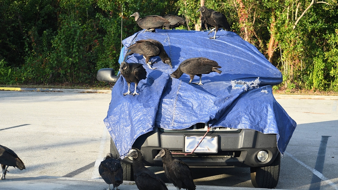 Black vultures damaging gov. vehicle