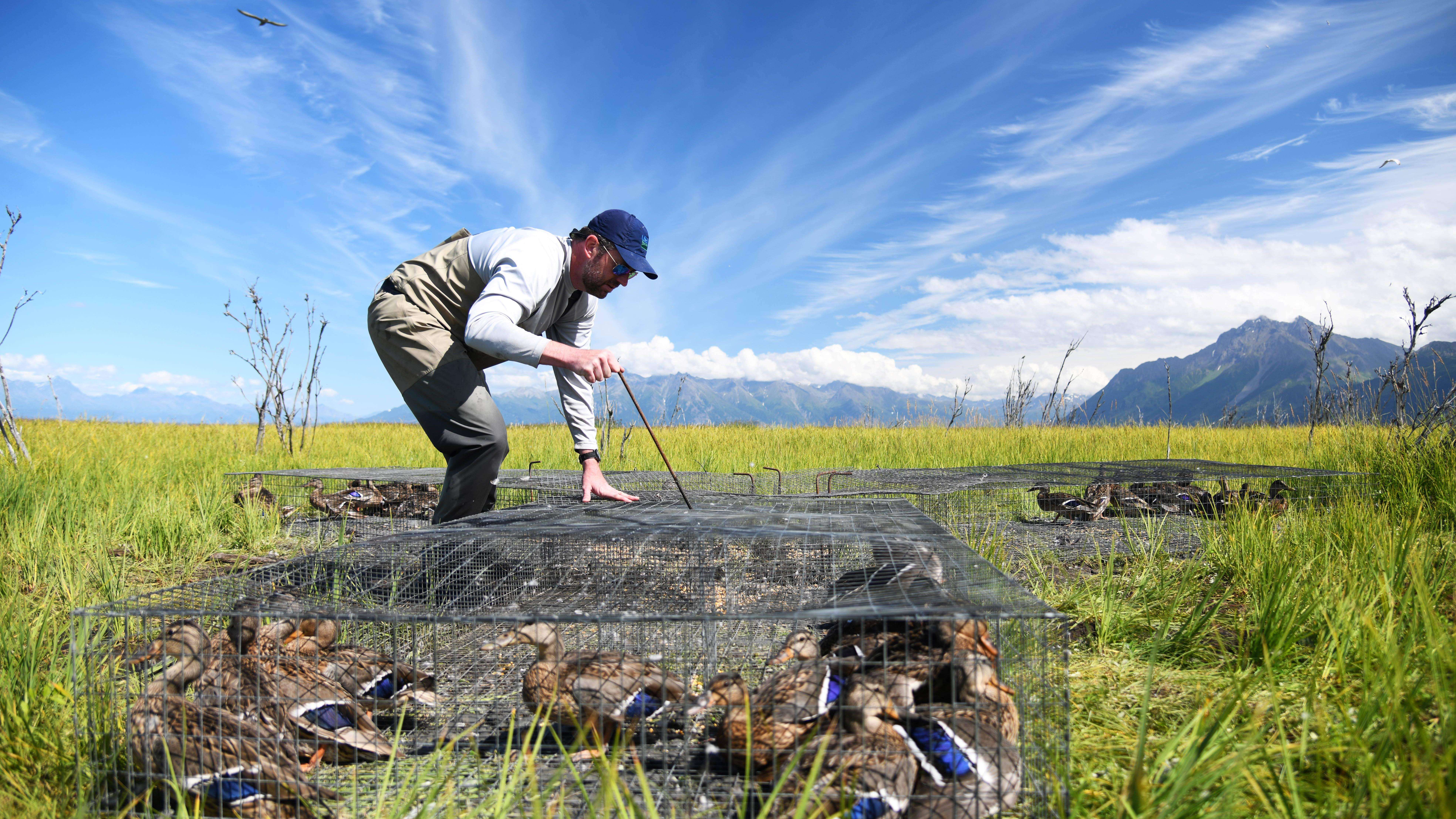 Wildlife Services employee trapping ducks on land 