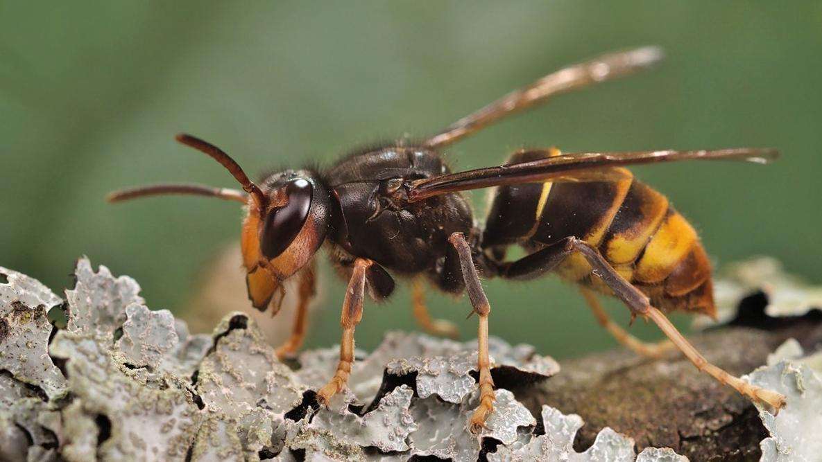 A yellow-legged hornet on bark.