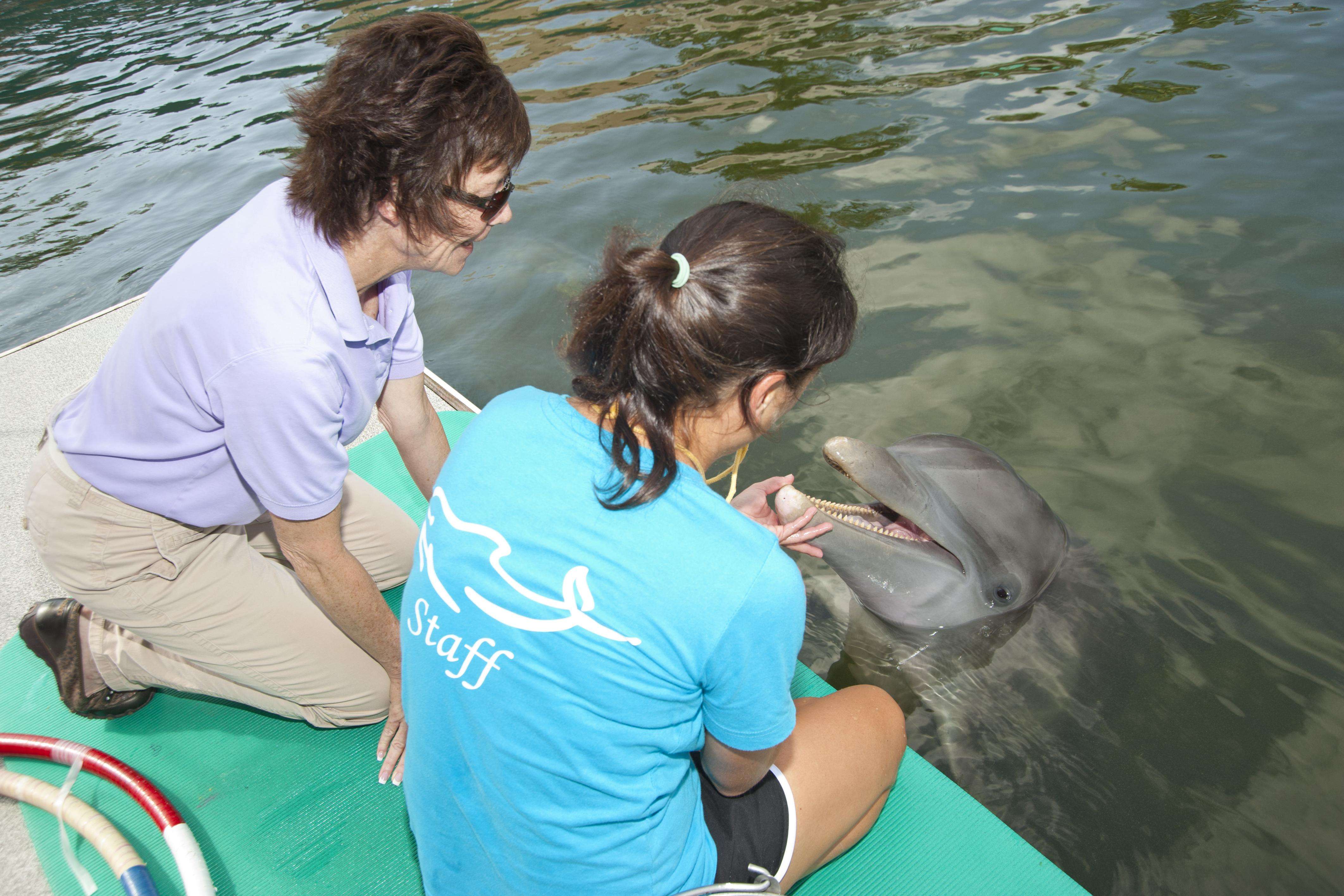 Student working with dolphin
