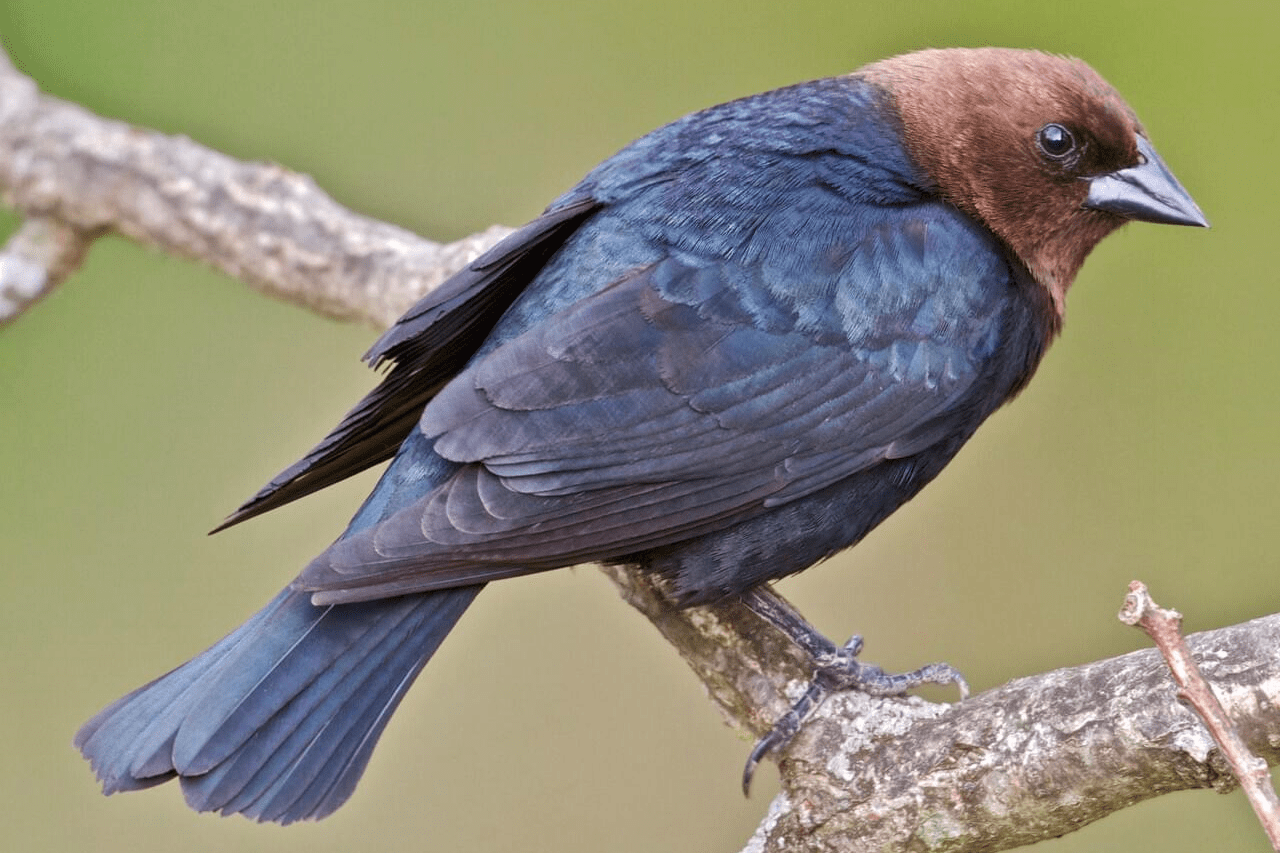 Brown-headed cowbird