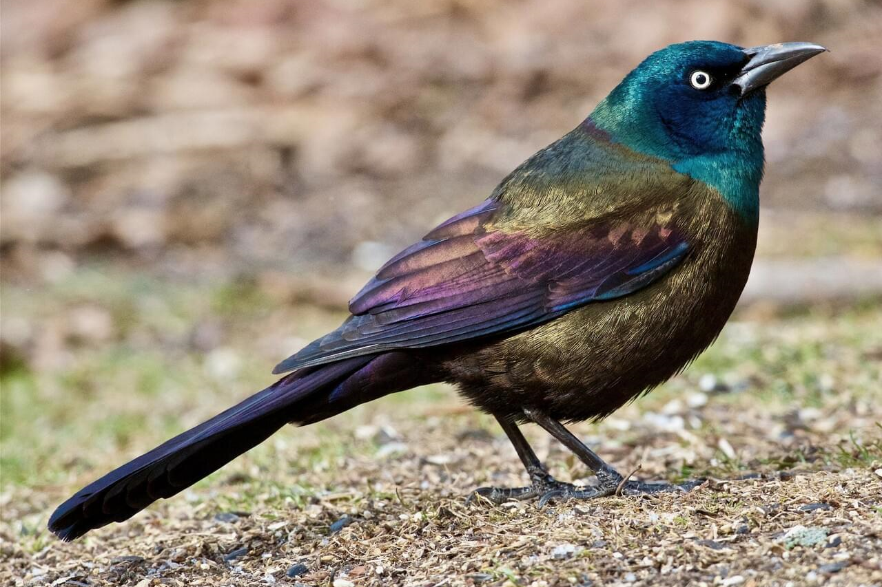 Common grackle