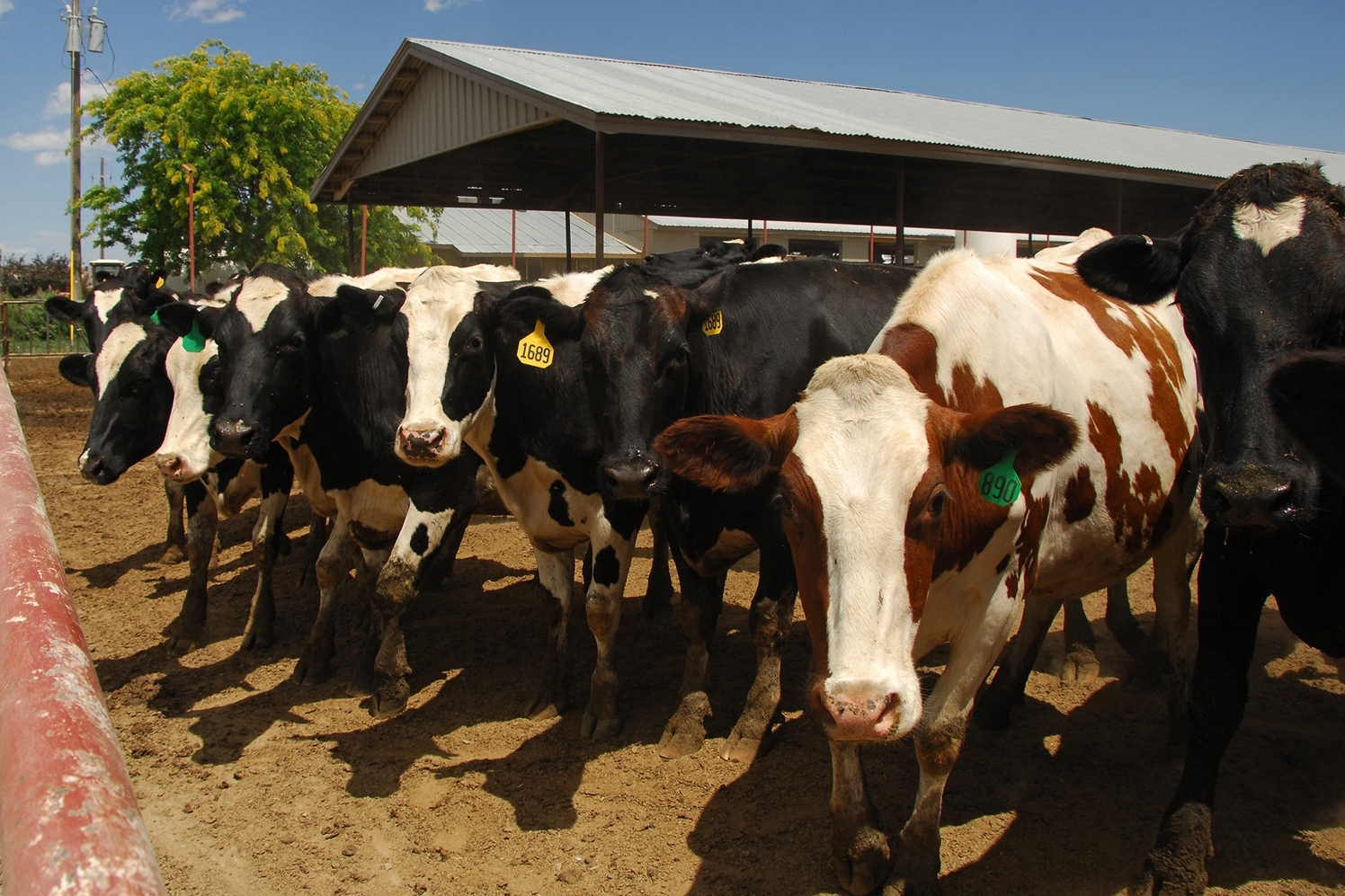 Dairy Cows