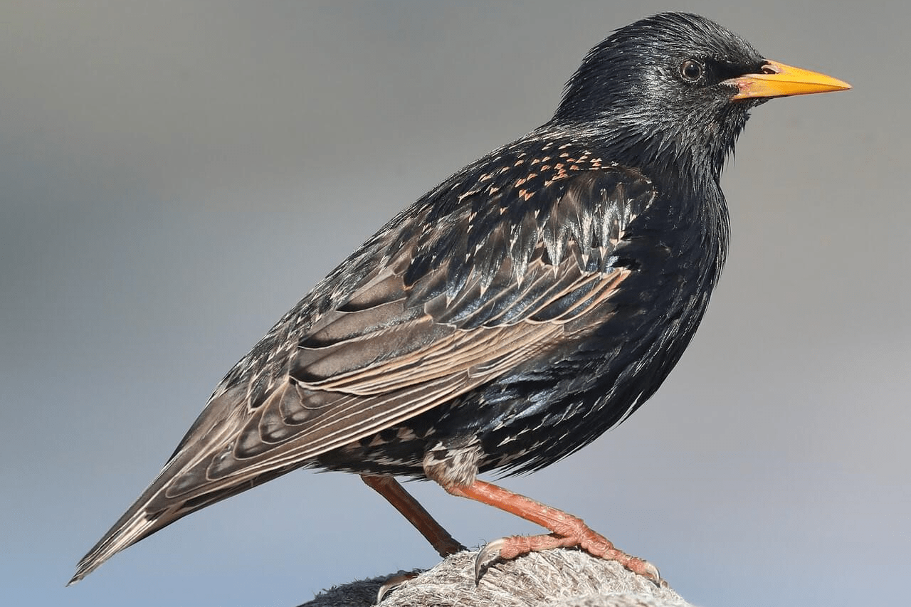 European starling