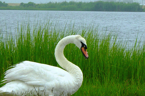 mute swan standing in tall grass near the water