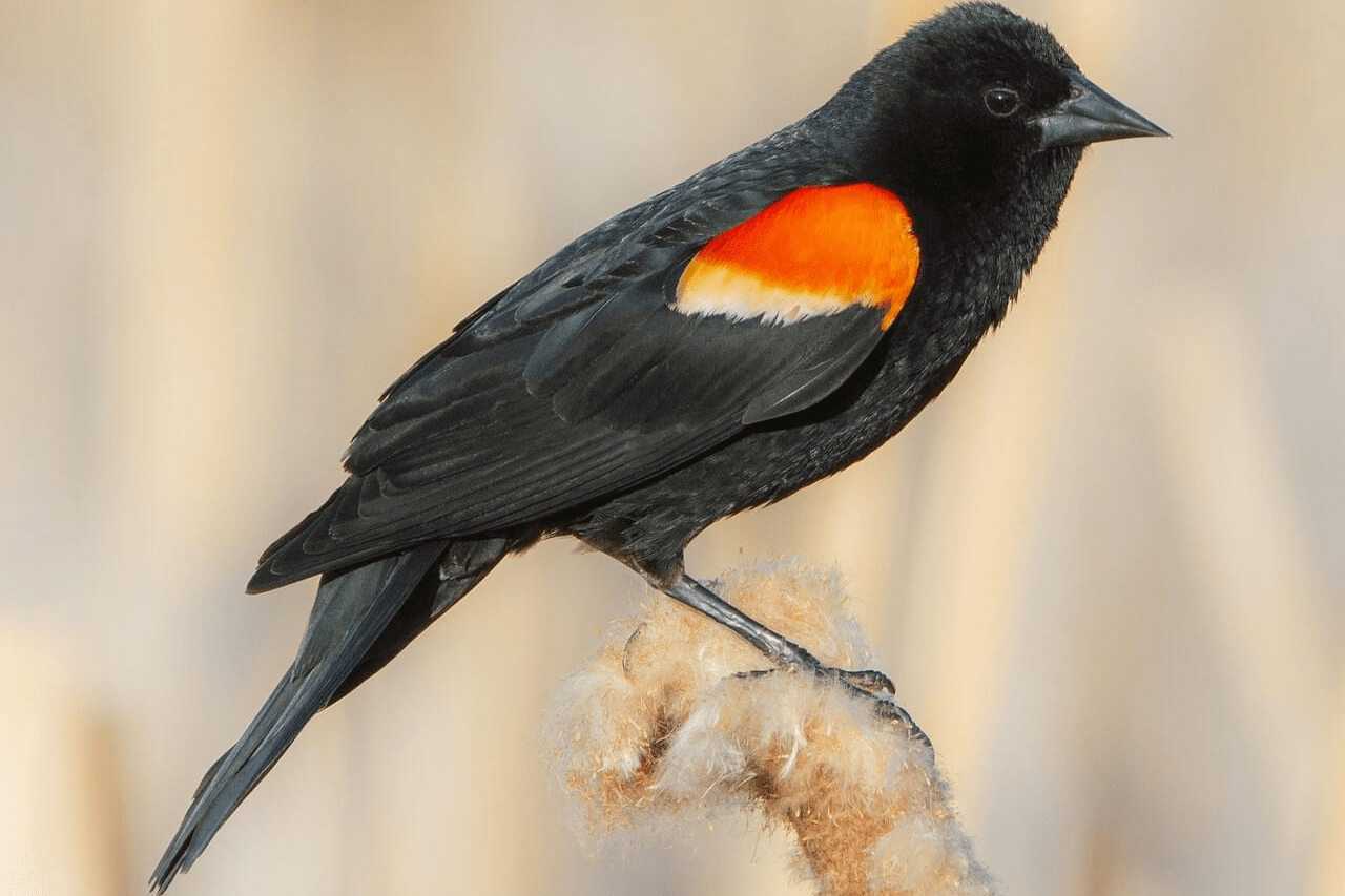 Red-winged blackbird