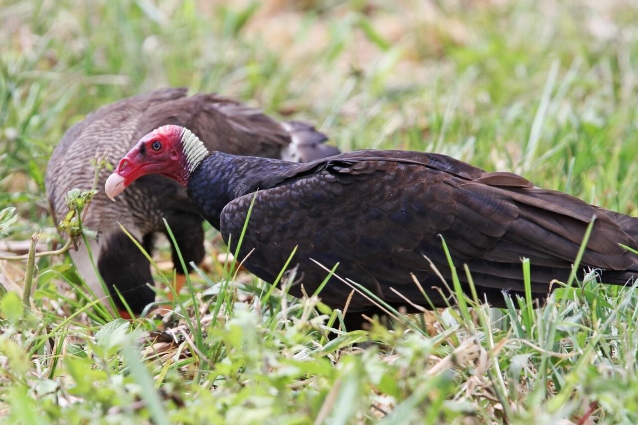 Turkey vulture