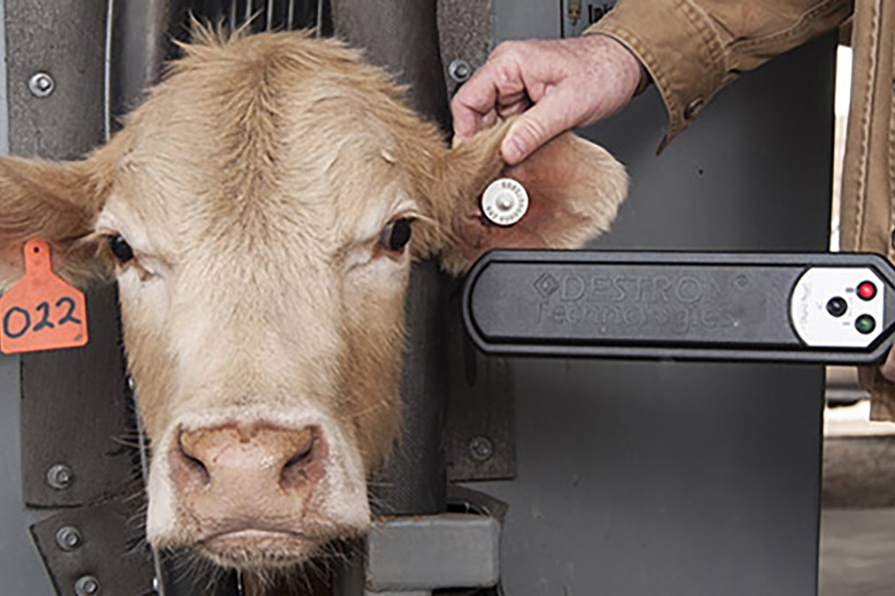 cow with an electronic ear tag