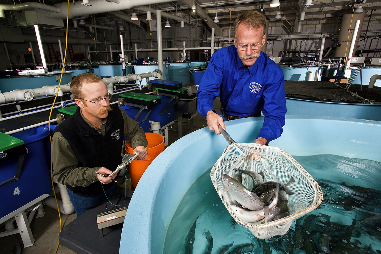 two men using a net to take fish from a tank