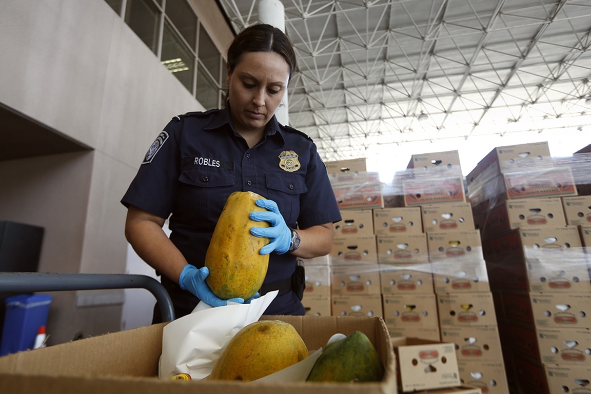 A U.S. Customs and Border Protection Agriculture Specialist looks over a shipment of papayas at the Otay Mesa, CA, port of entry. 
