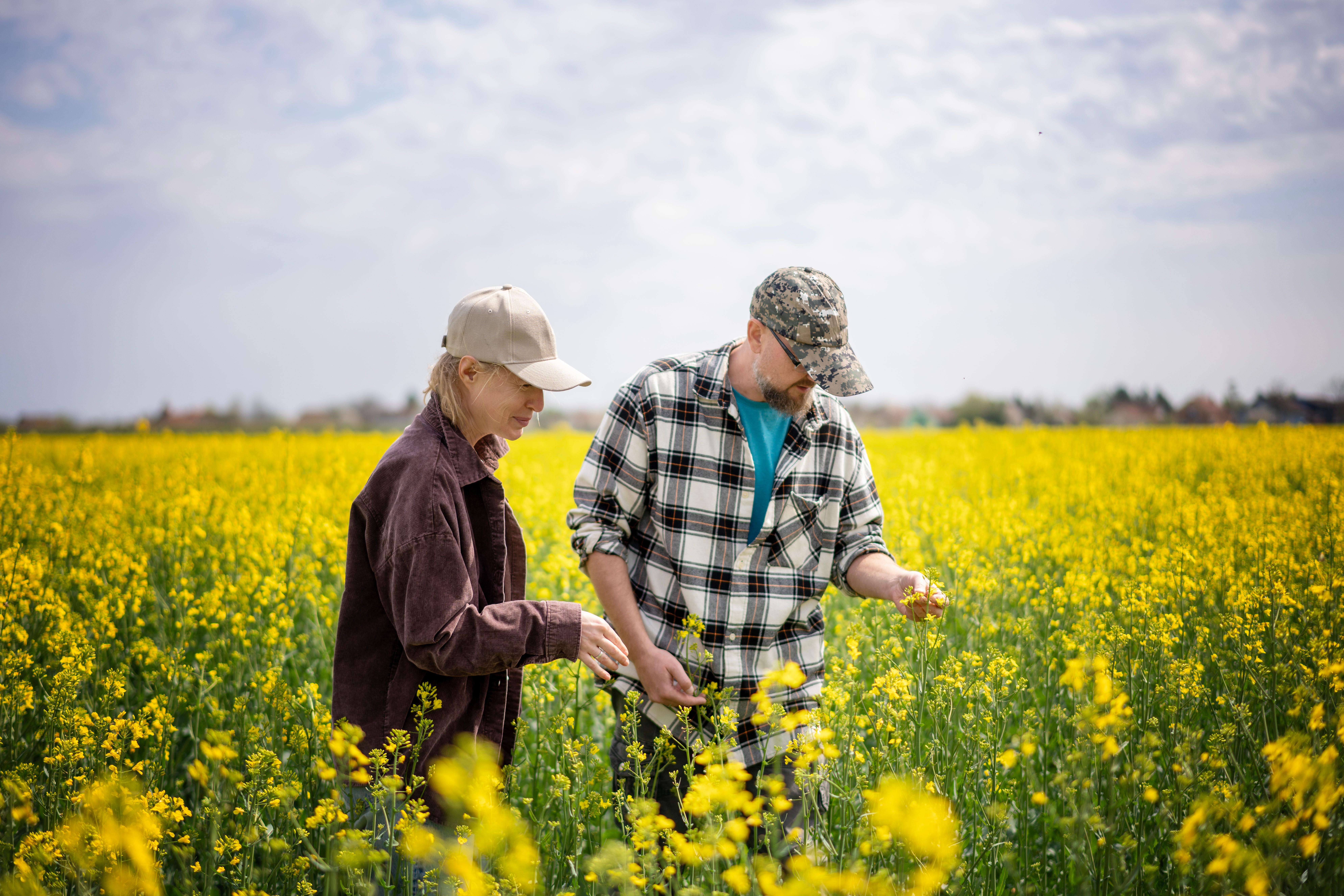 Two farmers standing in a spring flowering canola field checking the quality of seedlings