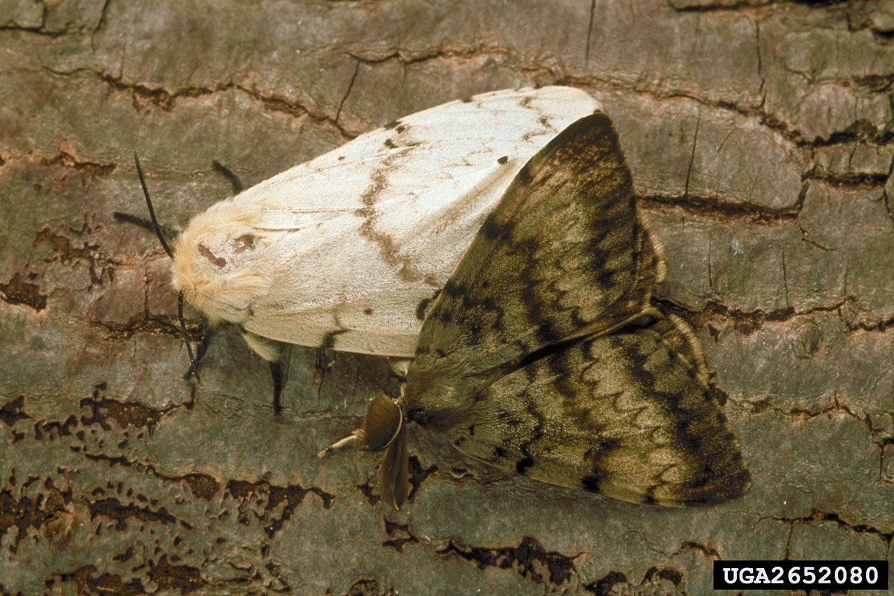 White female moth with light brown lines on its wings next to brown male moth with dark brown lines on its wings.