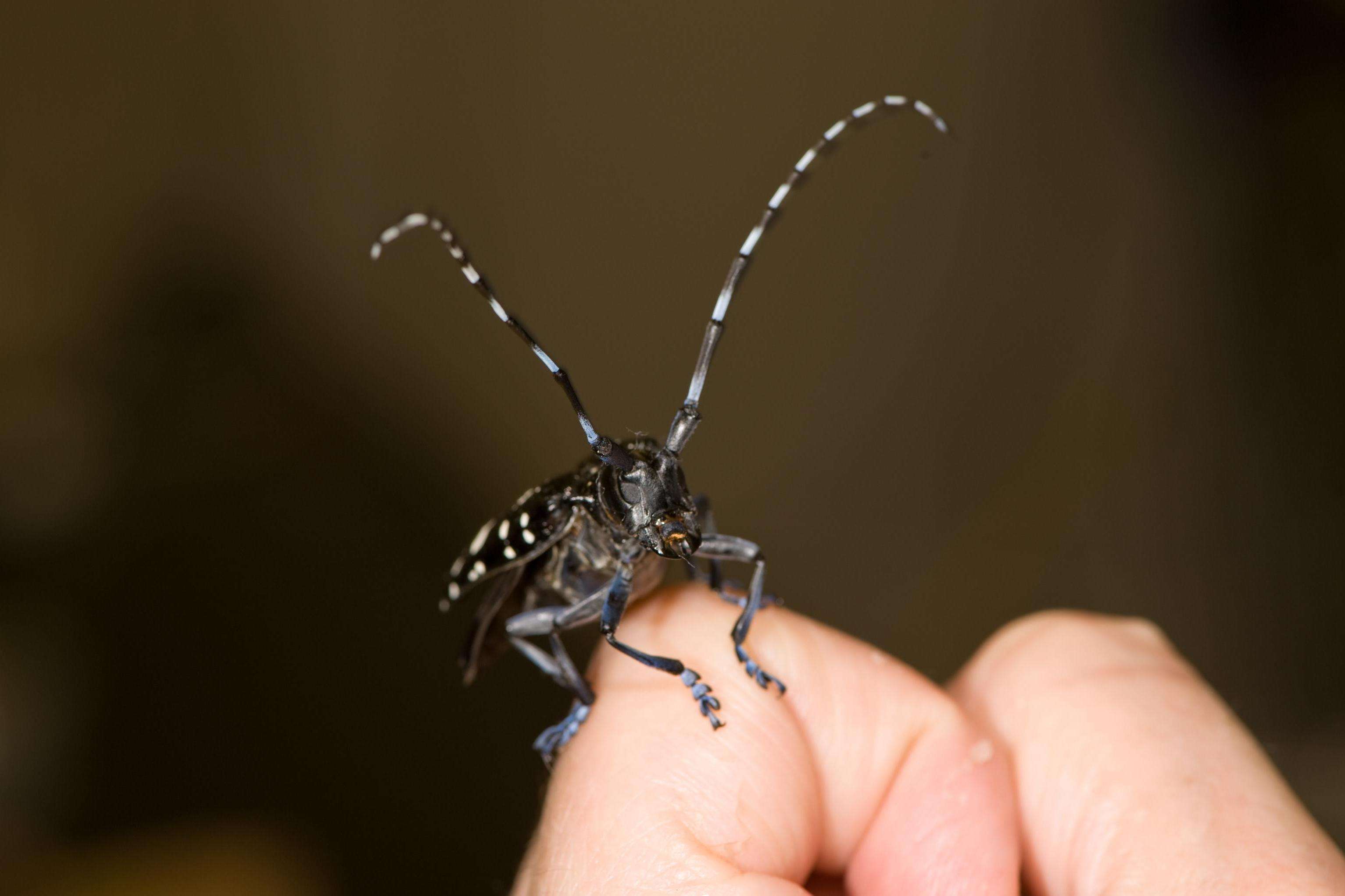 Balanced on an index finger the Asian longhorned beetle's face is dwarfed by its long black and white banded antenna.  The distinct bluish color on the ALB's legs and feet—a sign of a newly emerged adult.