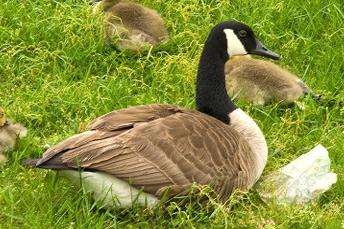 Canada goose sitting with her babies