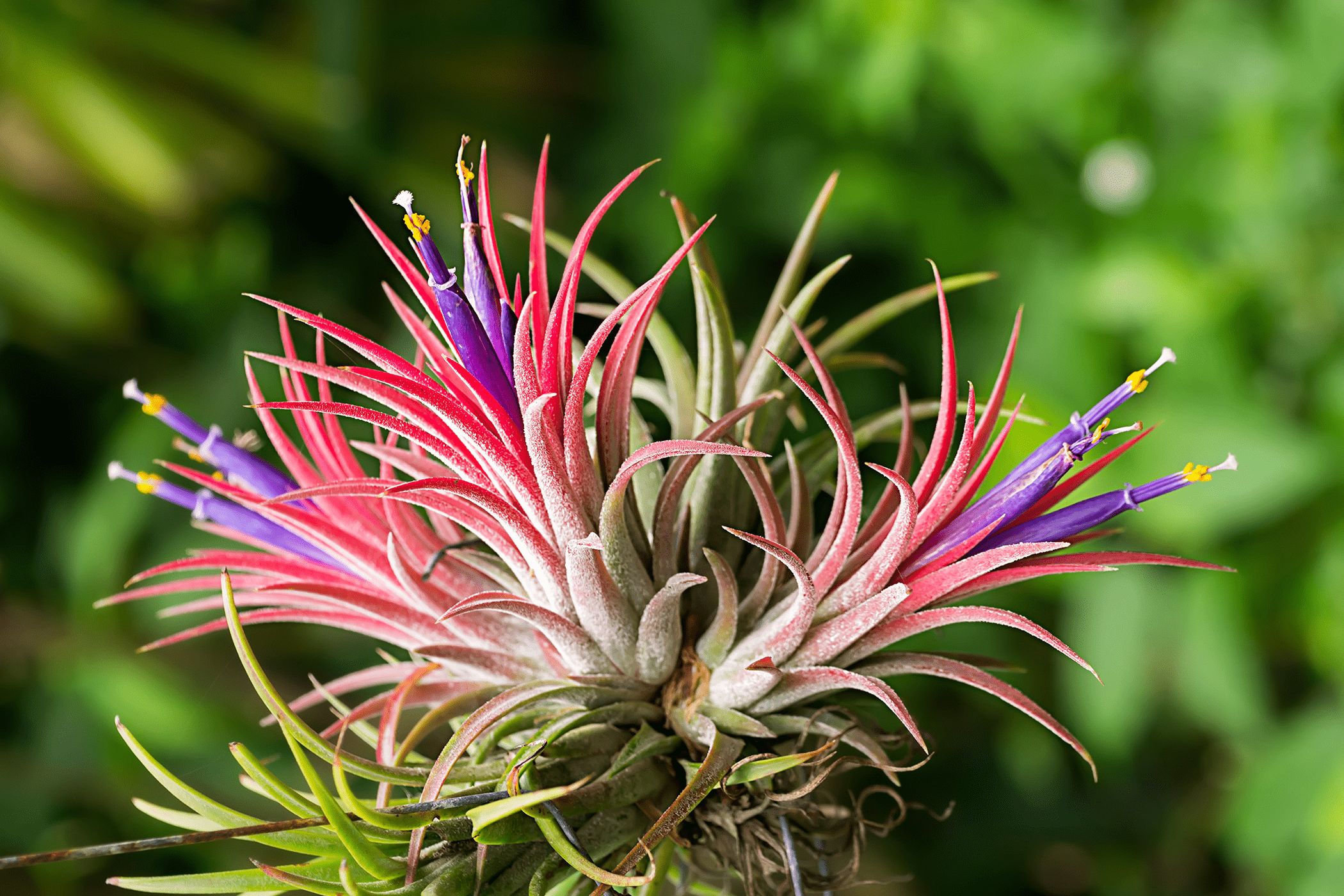 Close up of a brightly colored air plant