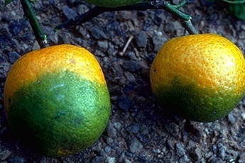 Citrus Greening