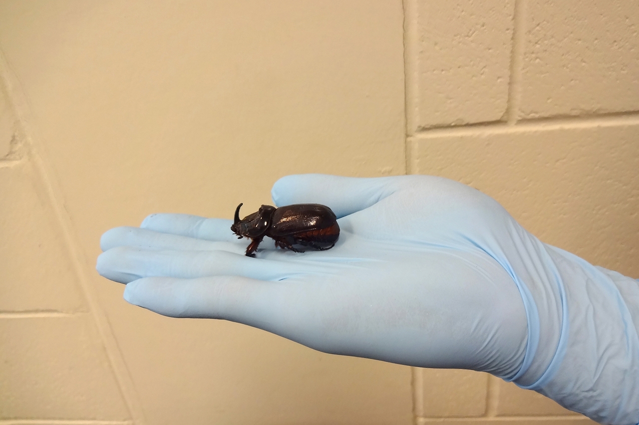 Male coconut rhinoceros beetle on a person's gloved hand; beetle is brownish-black and measures about 2 inches long.