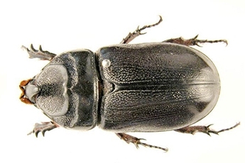 Coconut Rhinoceros Beetle