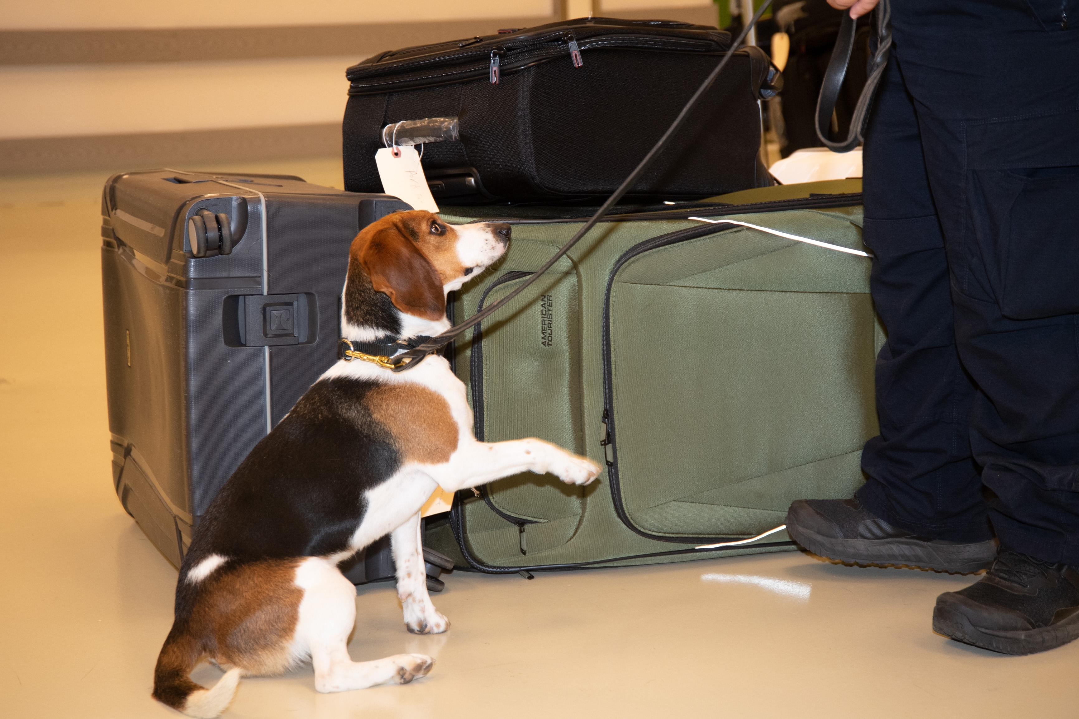 detector dog adopted 