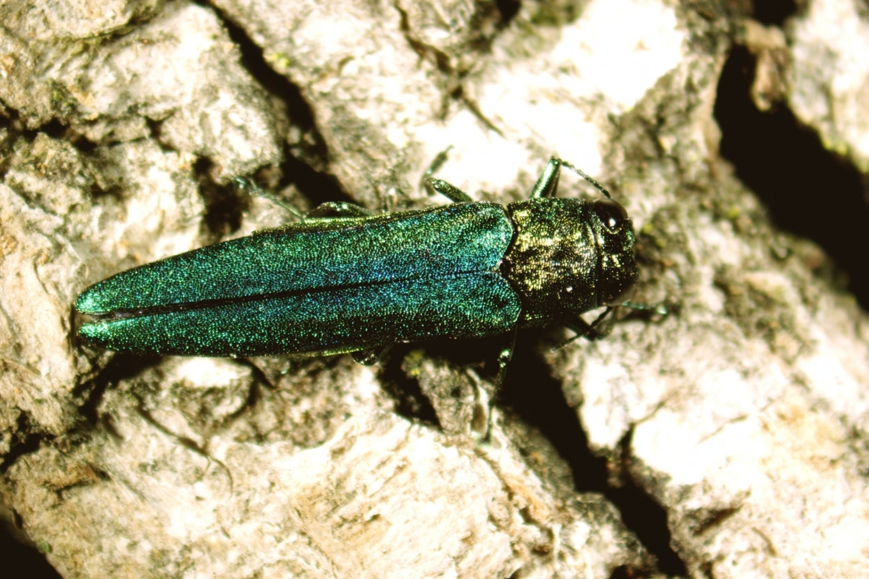 Close up of an adult emerald ash borer on bark of a tree; beetle is bright, metallic green, measures about one-half inch long and has a flattened back.