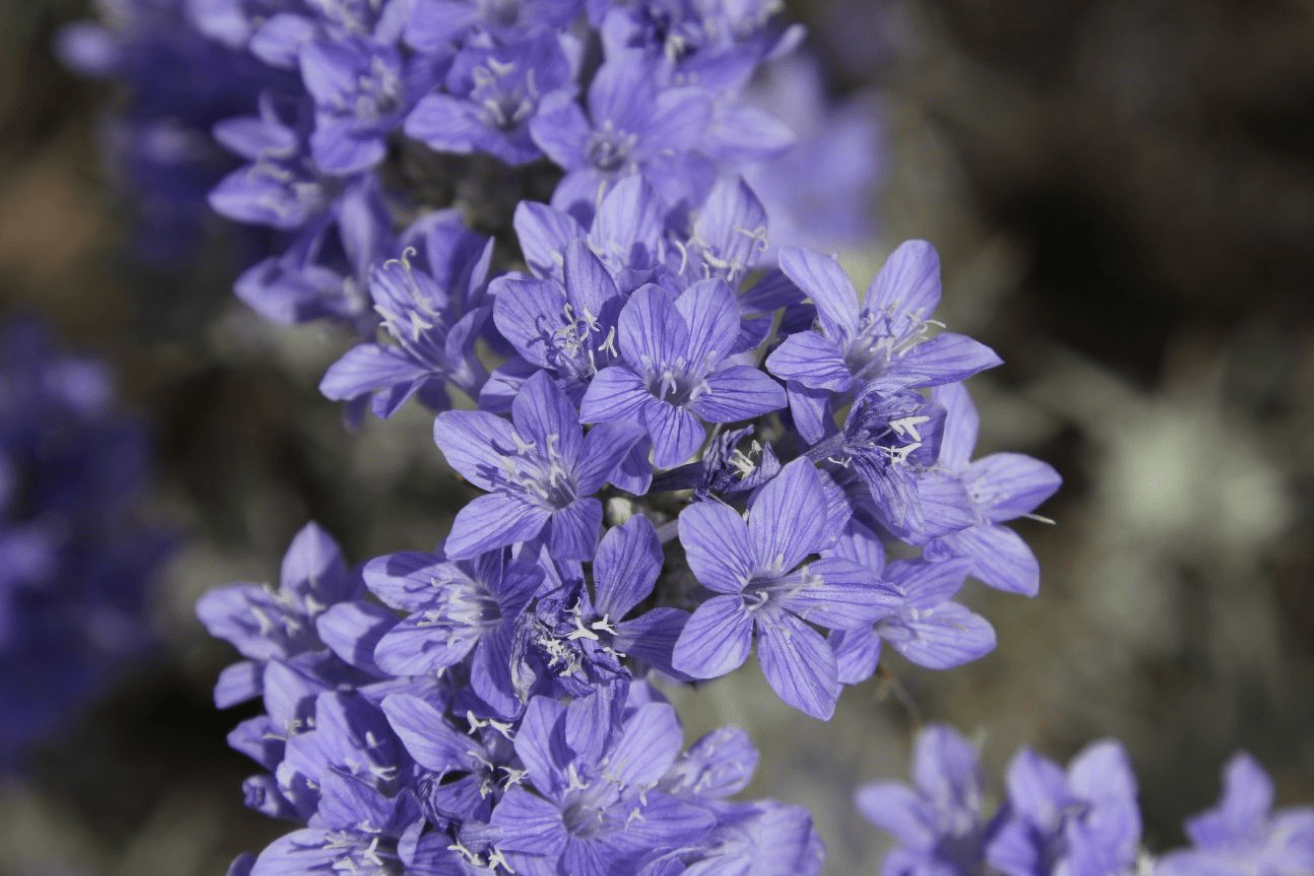 Cluster of purple-blue flowers